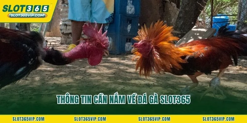 Thông tin cần nắm về đá gà SLOT365